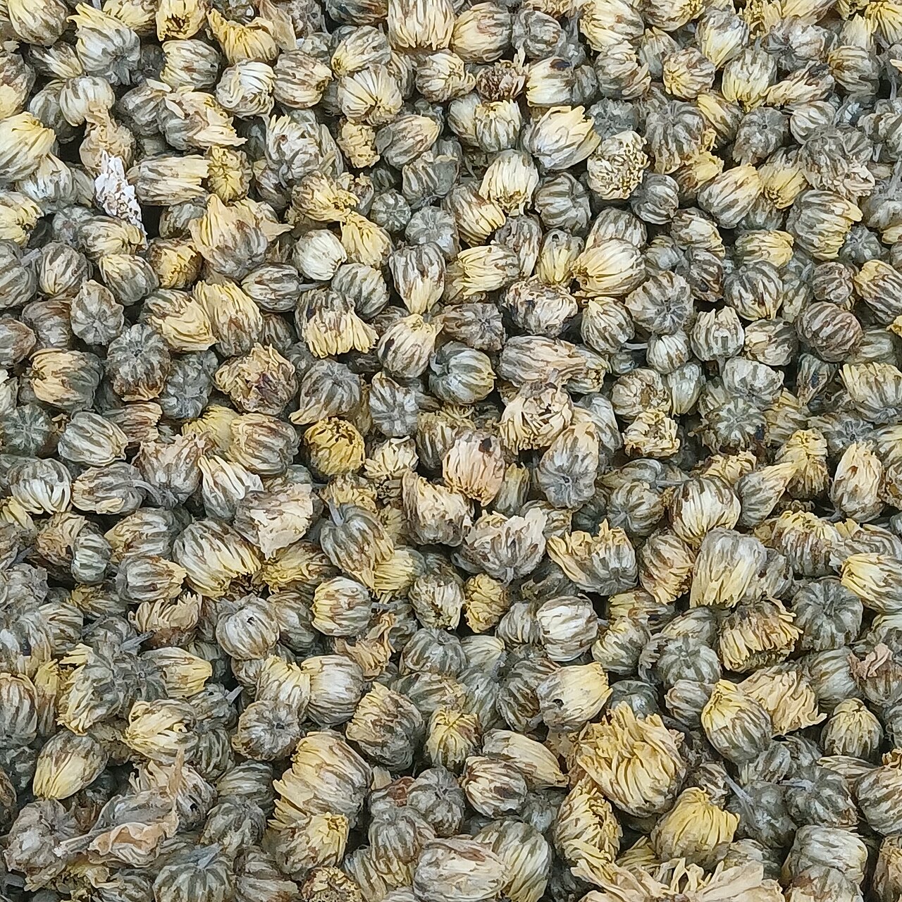 Dried chrysanthemum flowers for tea